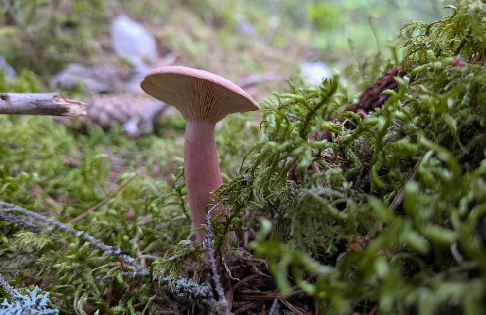 Kuvassa pieni rousku sammalikossa