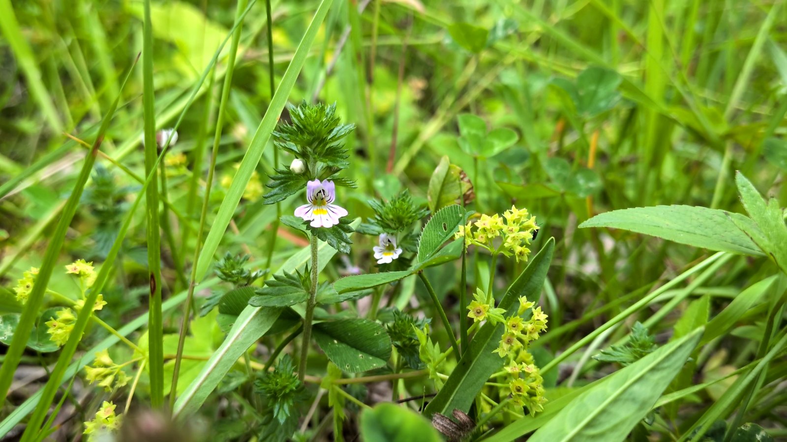 Alueella sijaitsevia kukkia